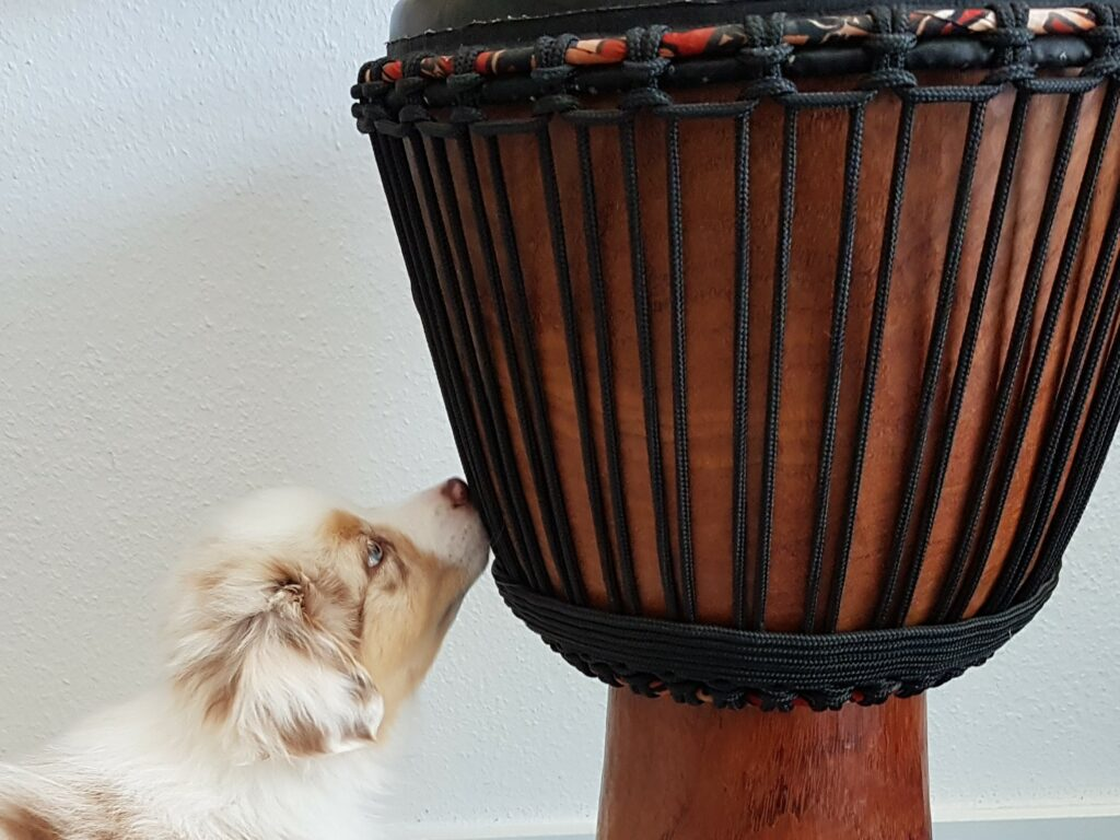 Djembe - Afrikanisches Trommeln